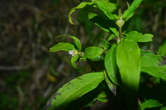 Hedyotis