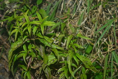 Hedyotis