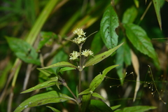 Hedyotis