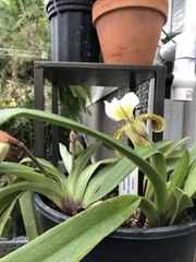 Paphiopedilum