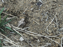 Tetramorium