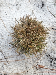 Selaginella arenicola