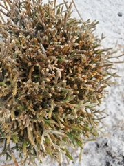 Selaginella arenicola
