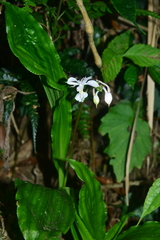 Calanthe arisanensis