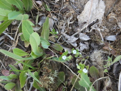 Hippodamia variegata