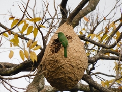 Nyctyornis athertoni