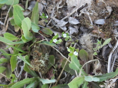 Hippodamia variegata