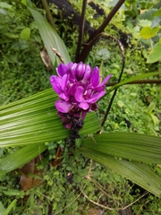 Spathoglottis unguiculata