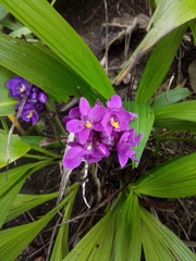 Spathoglottis unguiculata