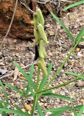 Crotalaria lanceolata