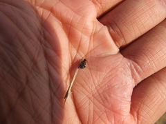 Hippodamia variegata