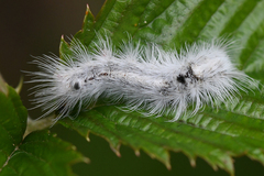 Euproctis haemodetes