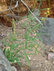Crotalaria lanceolata
