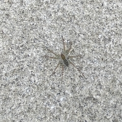 Pardosa pseudoannulata