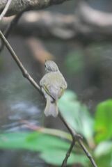 Phylloscopus borealis