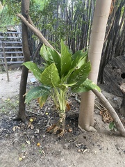 Dieffenbachia