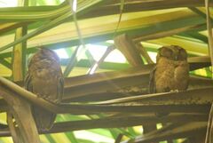 Otus lempiji