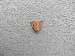 Scolecocampa