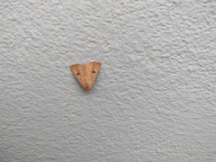 Scolecocampa
