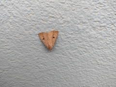 Scolecocampa