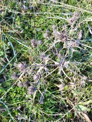 Eryngium campestre