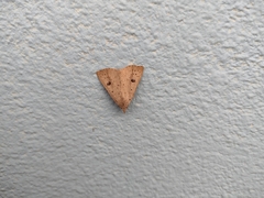 Scolecocampa