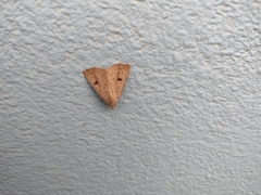 Scolecocampa