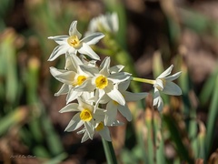 Narcissus tazetta