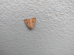 Scolecocampa