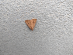 Scolecocampa