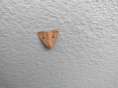 Scolecocampa