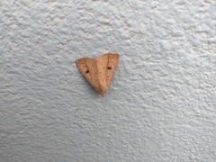 Scolecocampa
