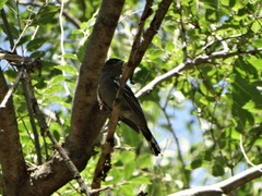 Pachyramphus polychopterus