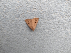 Scolecocampa