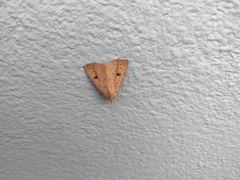 Scolecocampa