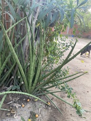 Sansevieria cylindrica