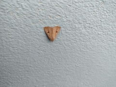 Scolecocampa