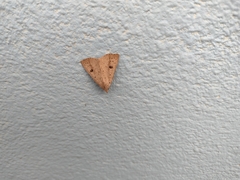 Scolecocampa