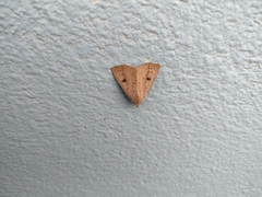 Scolecocampa