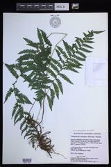 Coryphopteris simulata