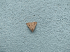Scolecocampa