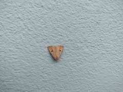 Scolecocampa