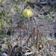 Sarracenia alata