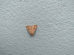 Scolecocampa