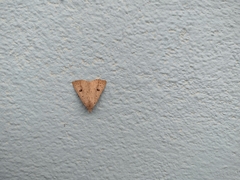 Scolecocampa