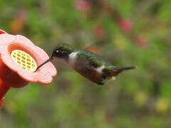 Selasphorus scintilla