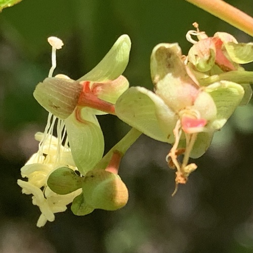 Mopane