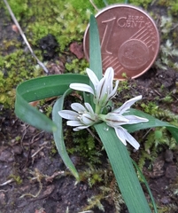 Allium chamaemoly chamaemoly