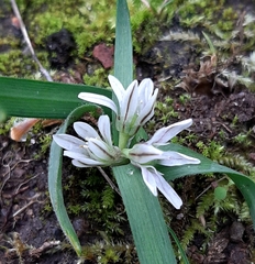 Allium chamaemoly chamaemoly