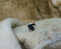 Sehirus cinctus albonotatus